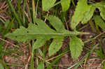 Mullein foxglove